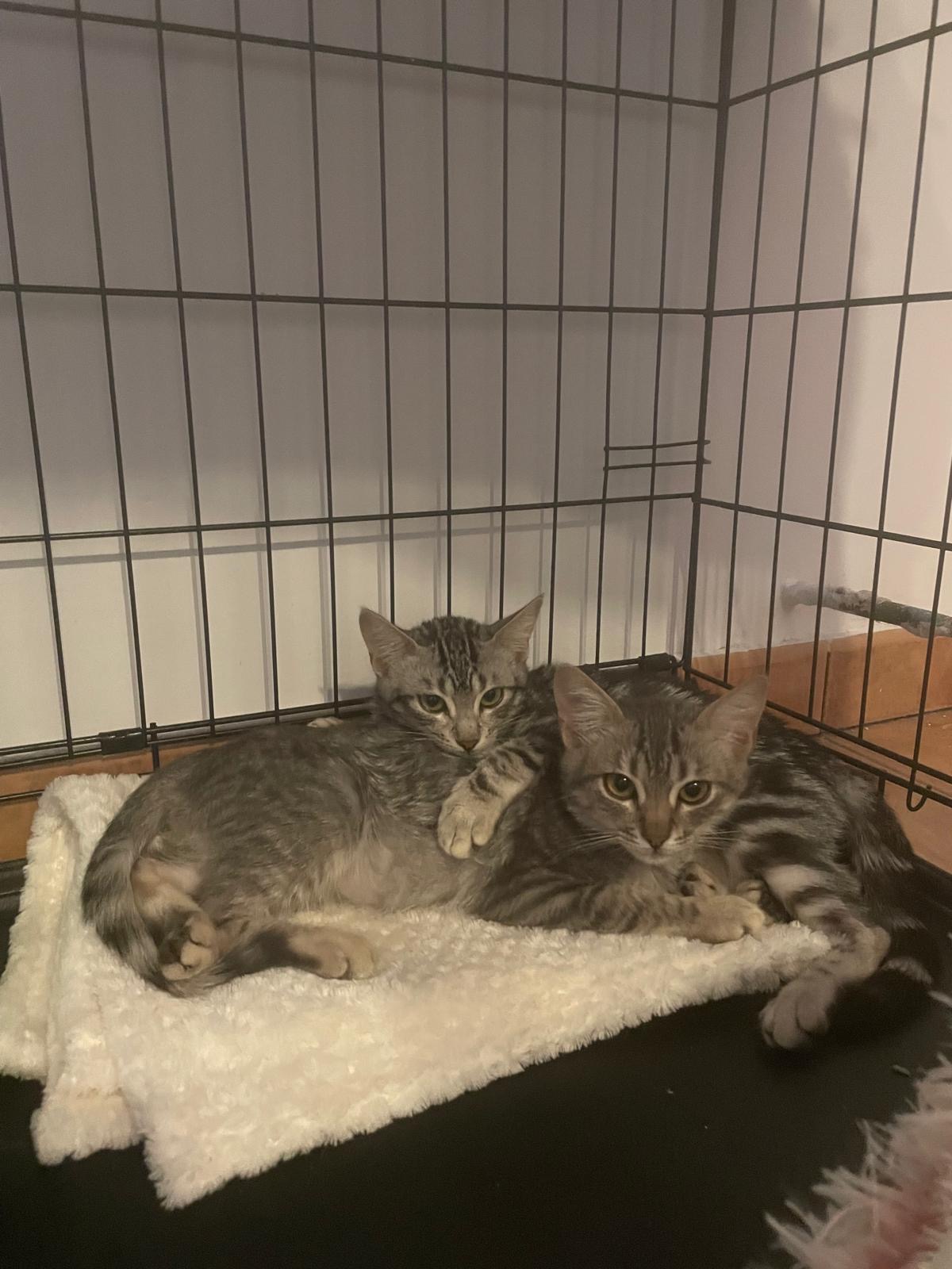 Teri y Yaki, hermanos en adopción conjunta