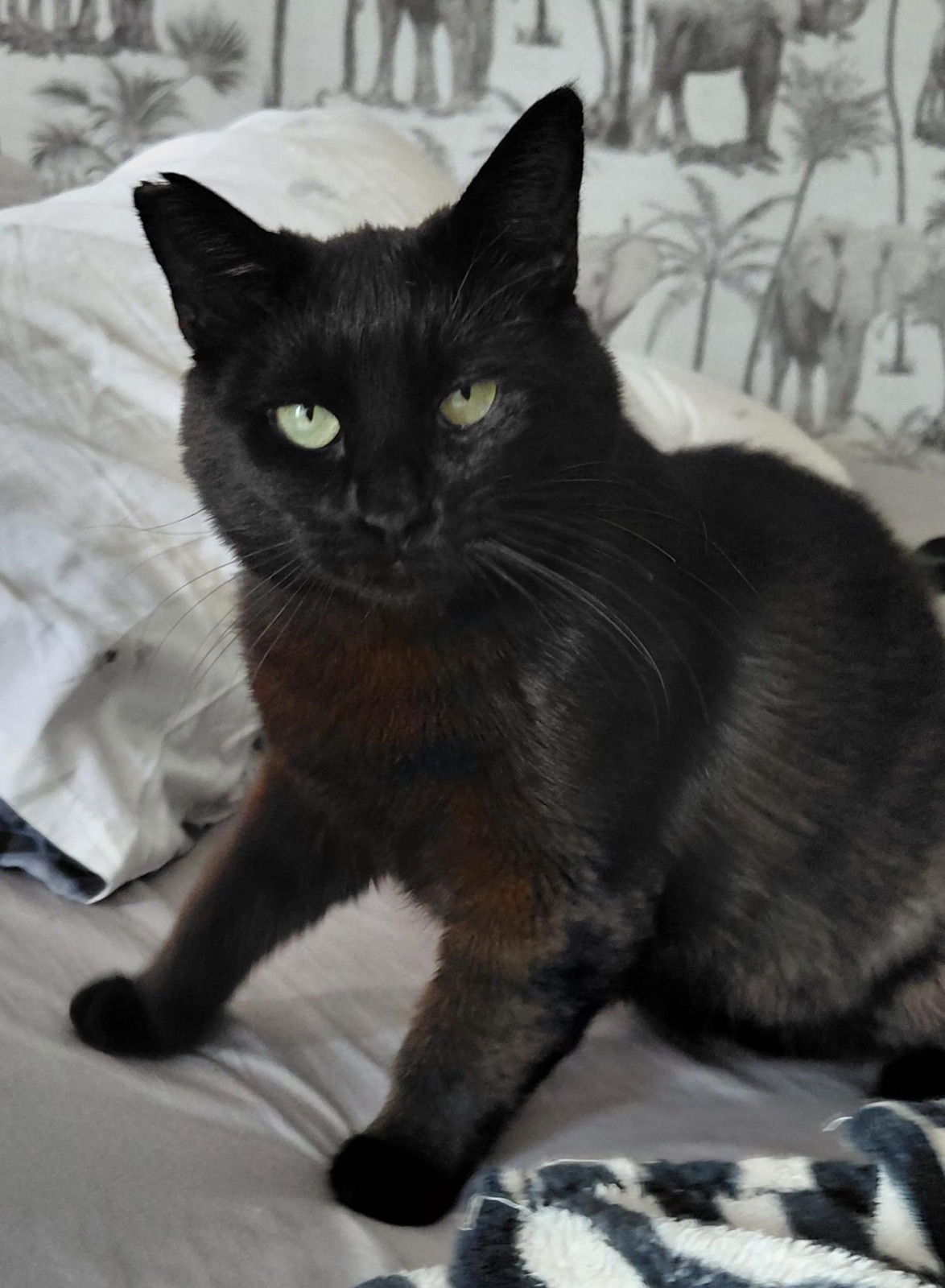 Trufa, gata negra rescatada